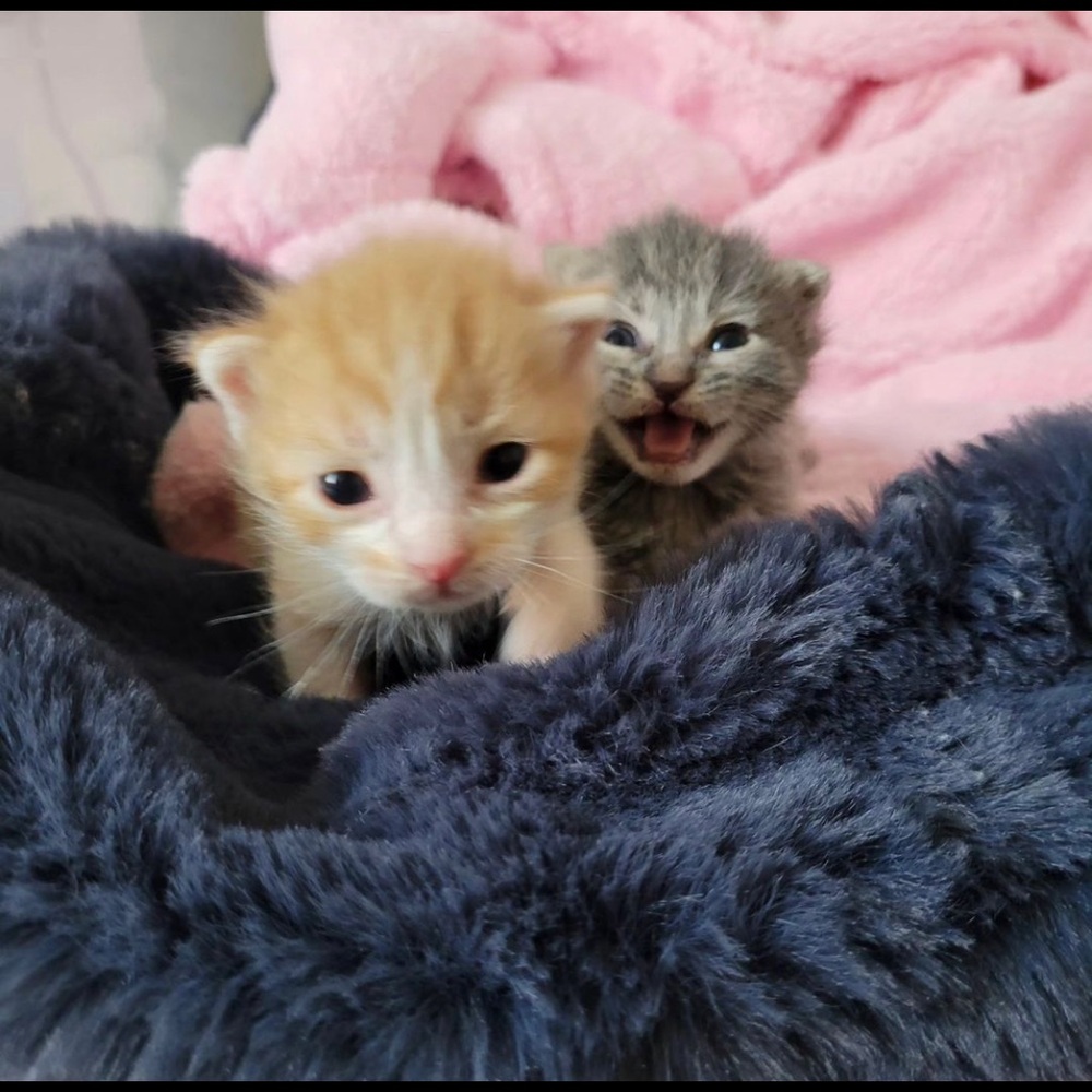 eepy kitten